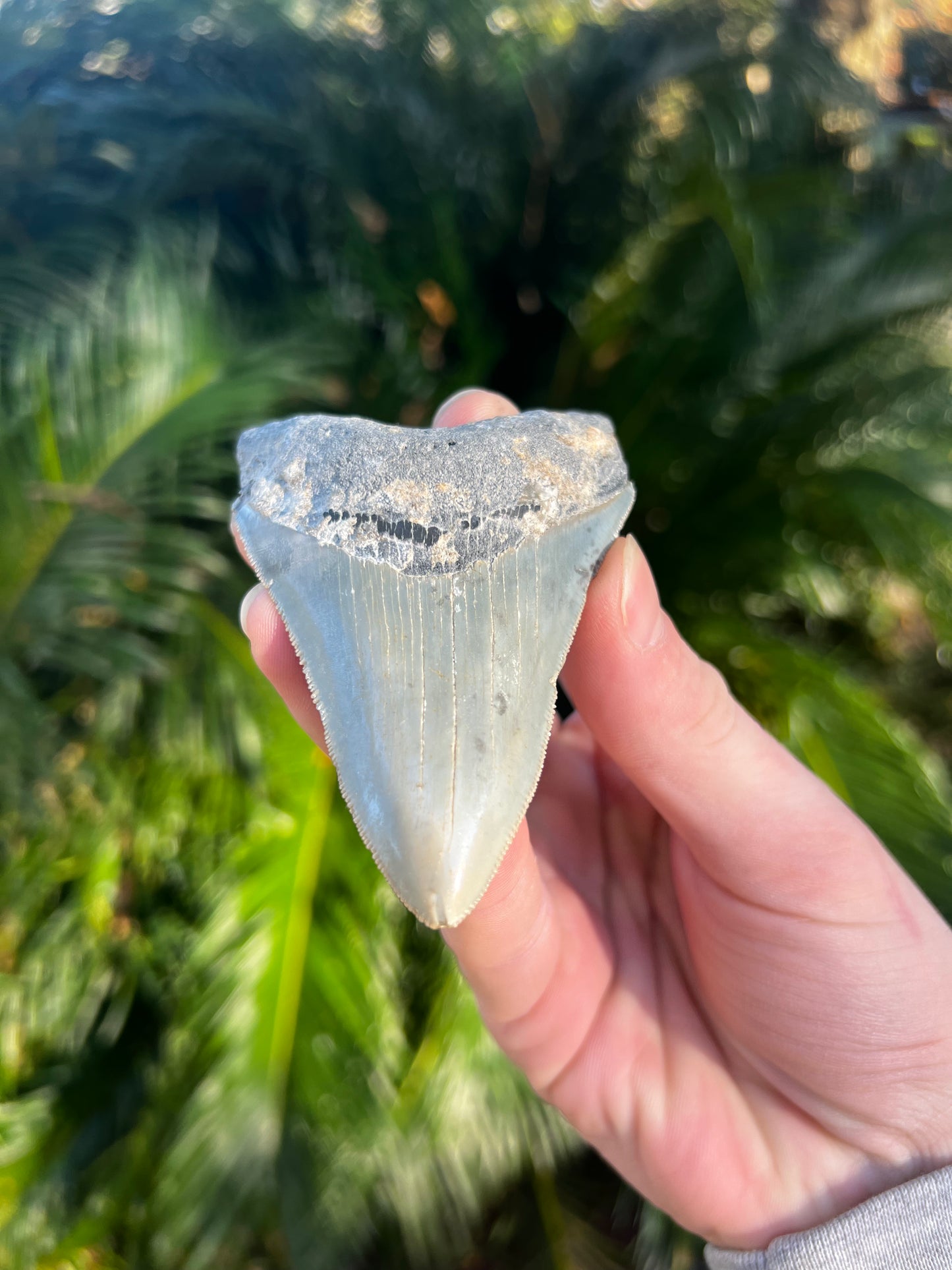 3.81 Inch Megalodon Tooth