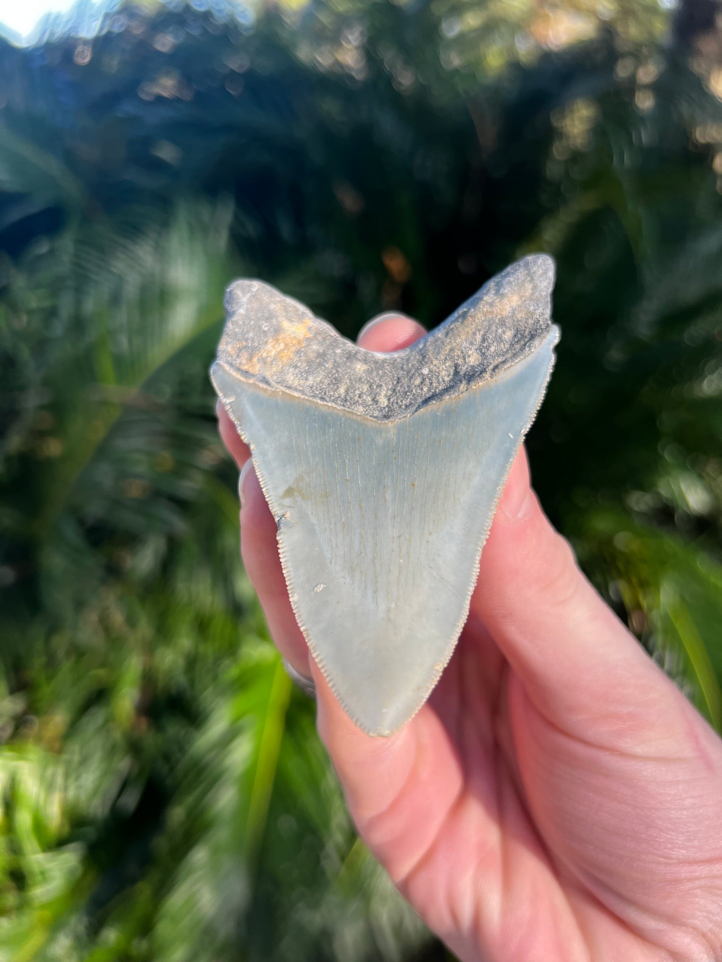 3.81 Inch Megalodon Tooth