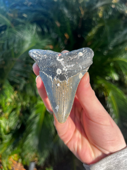 4.15 Inch Megalodon Tooth