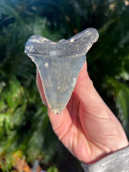 4.15 Inch Megalodon Tooth