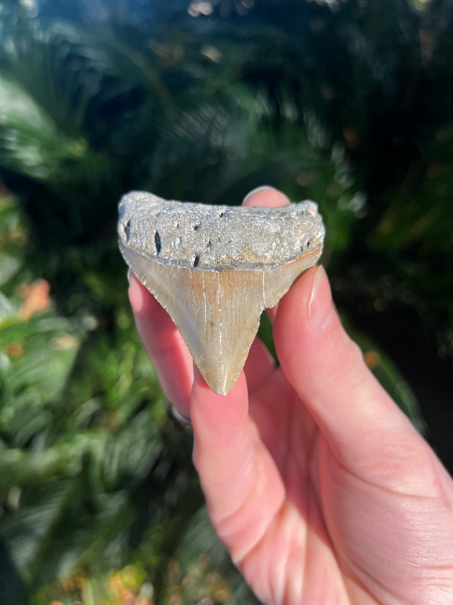 2.94 Inch Megalodon Tooth