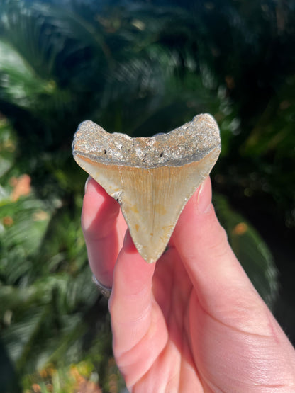 2.94 Inch Megalodon Tooth