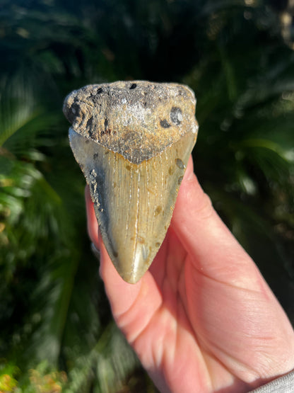 3.99 Inch Megalodon Tooth