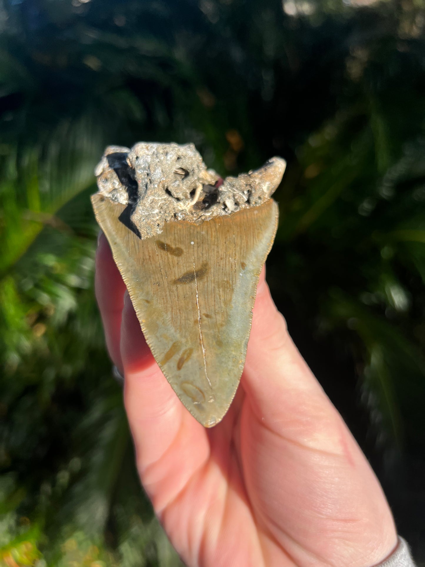 3.99 Inch Megalodon Tooth