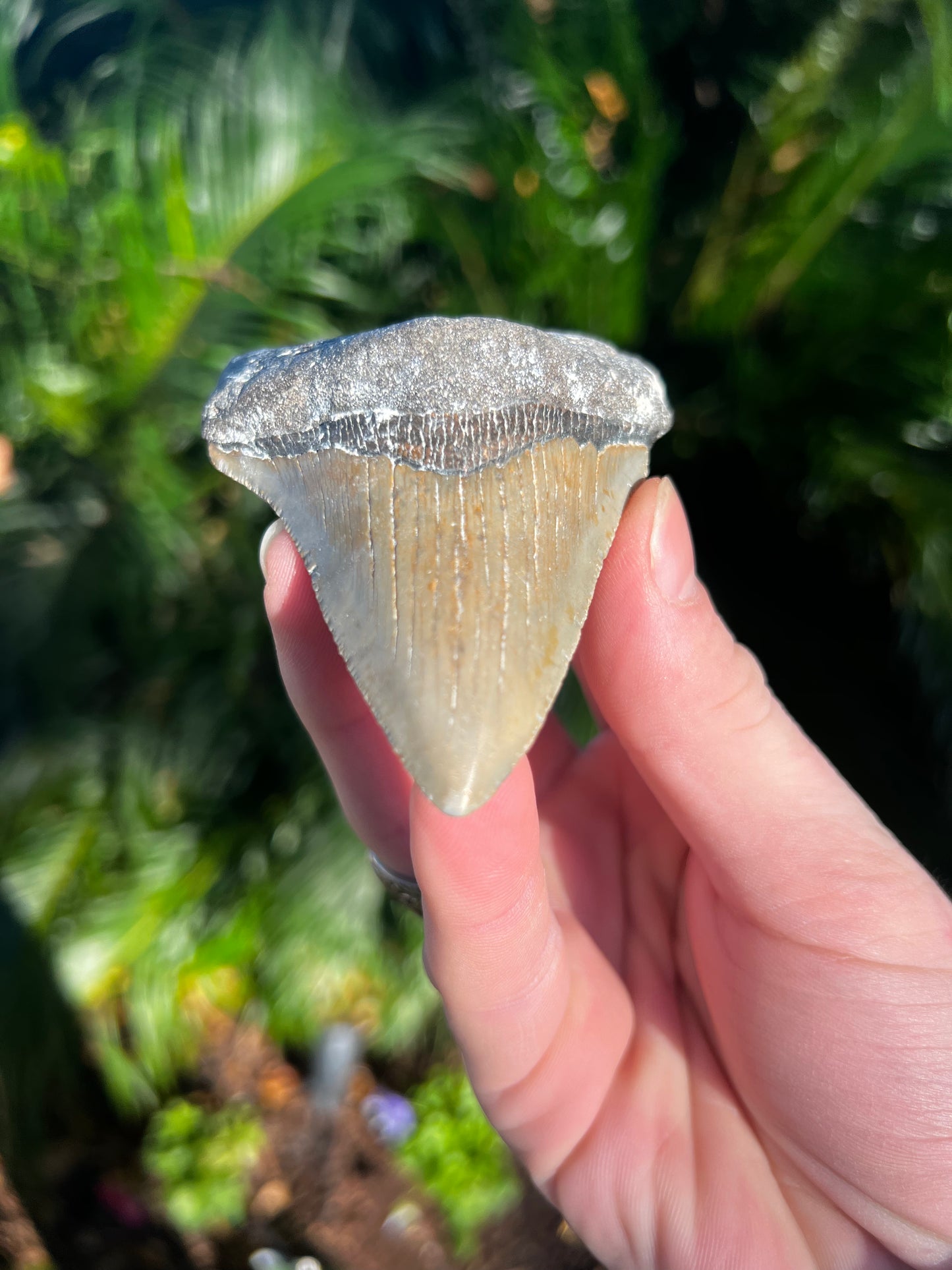 3.46 Inch Megalodon Tooth