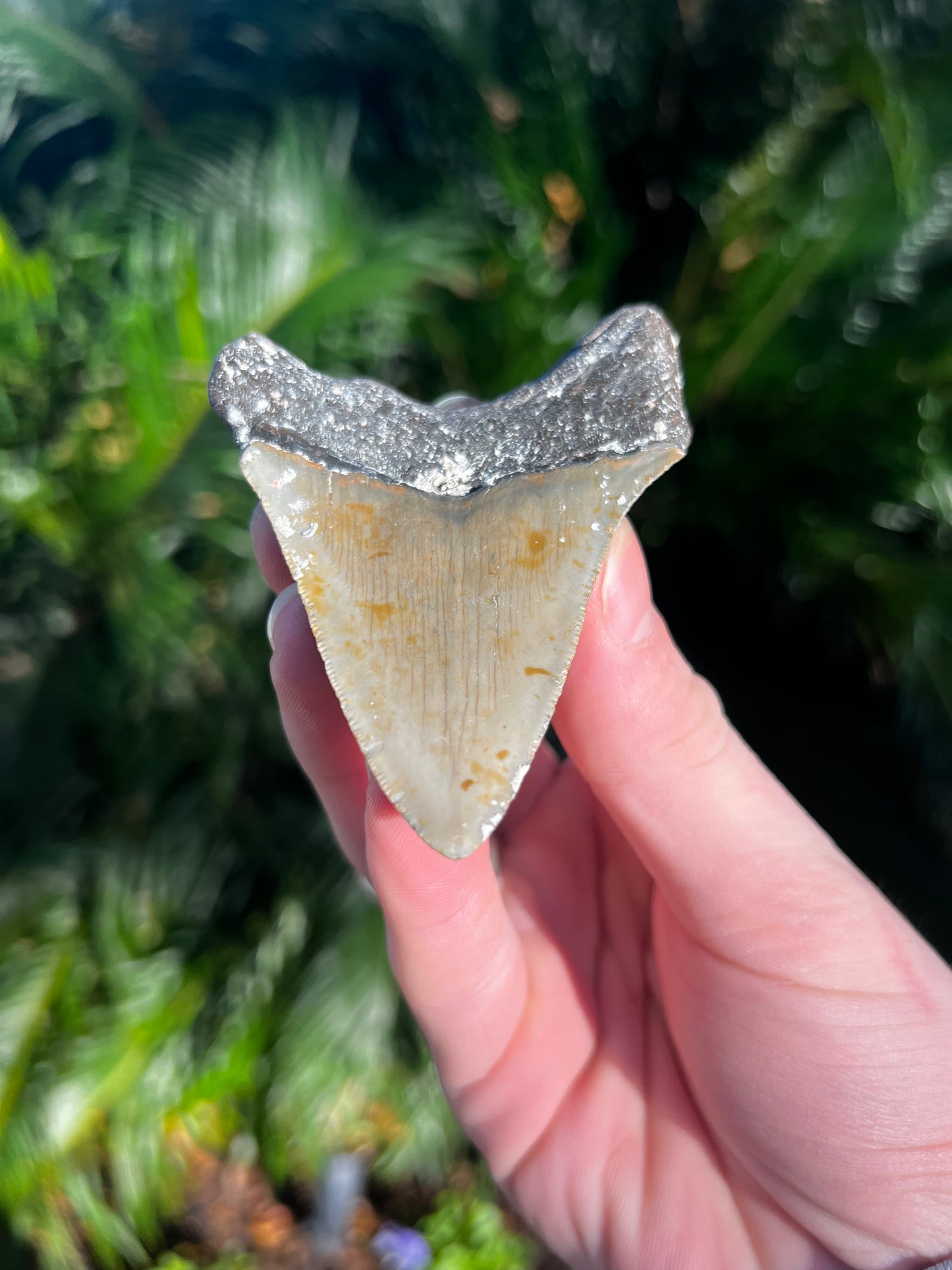 3.46 Inch Megalodon Tooth