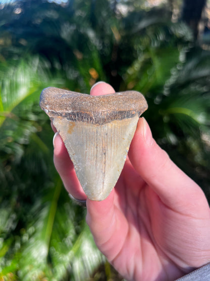 3.29 Inch Megalodon Tooth