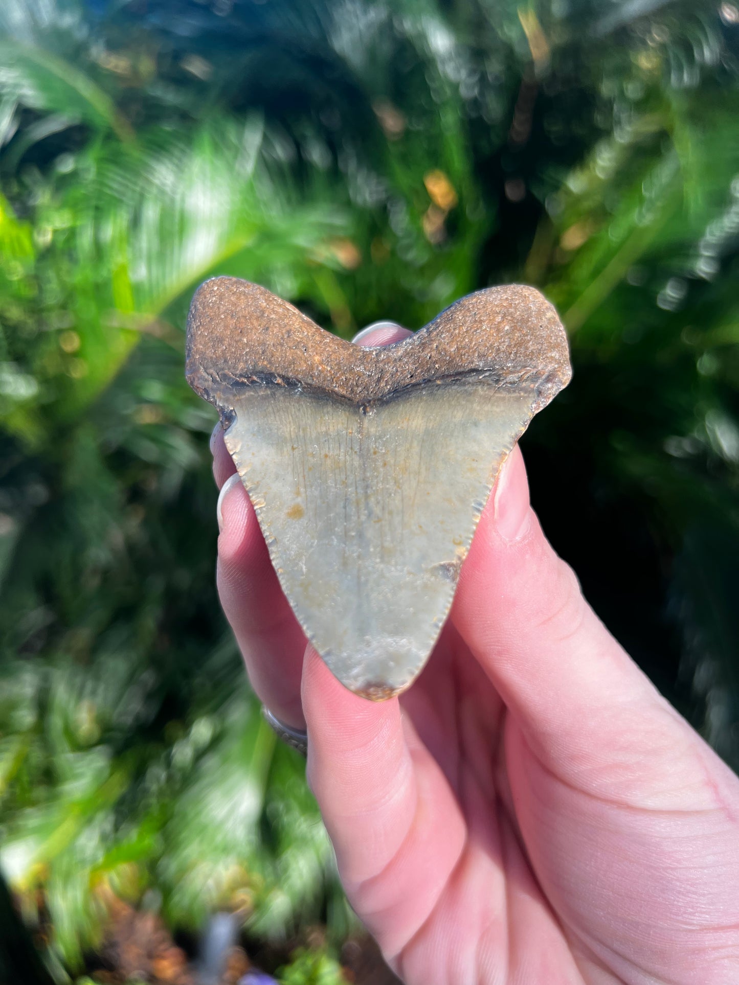 3.29 Inch Megalodon Tooth