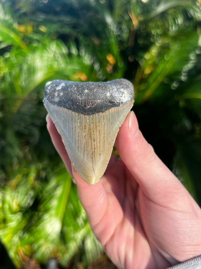 3.67 Inch Megalodon Tooth