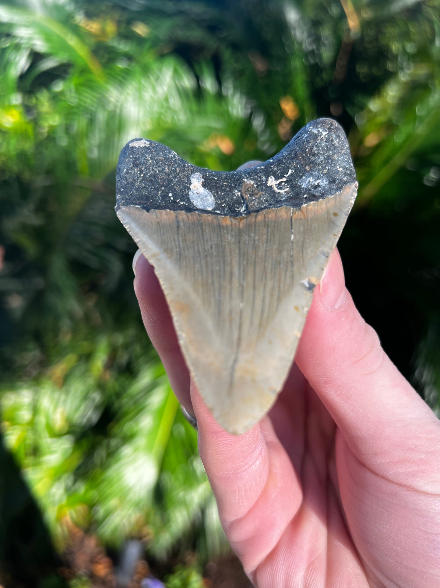 3.67 Inch Megalodon Tooth