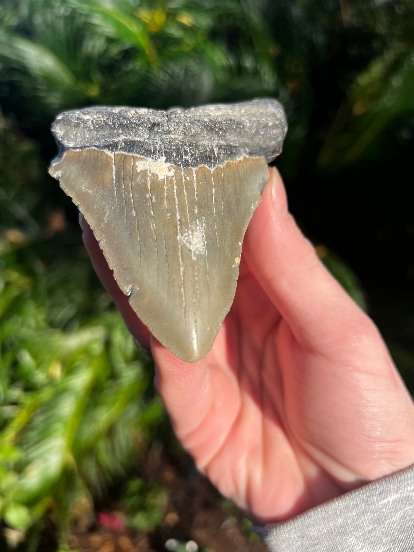 4.35 Inch Megalodon Tooth