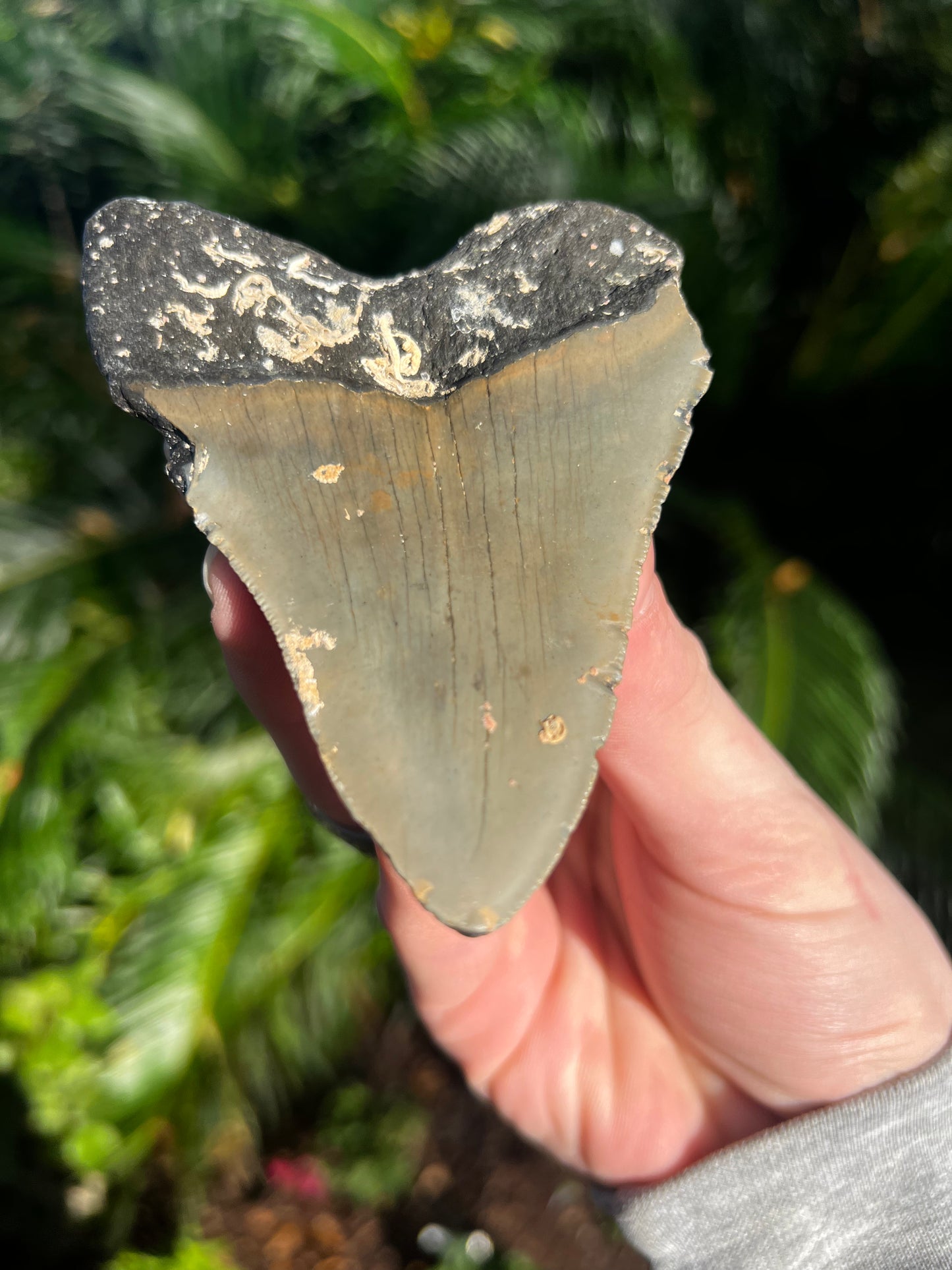 4.35 Inch Megalodon Tooth