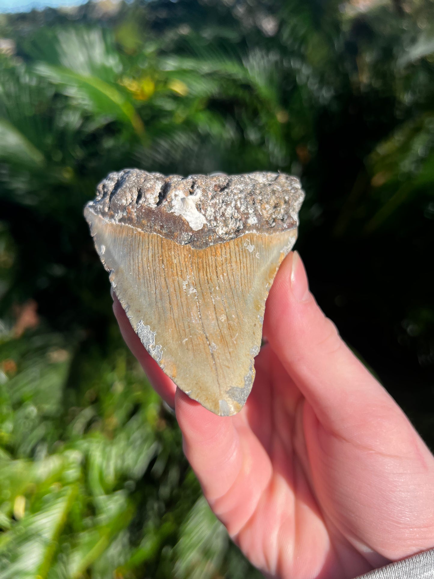 3.72 Inch Megalodon Tooth