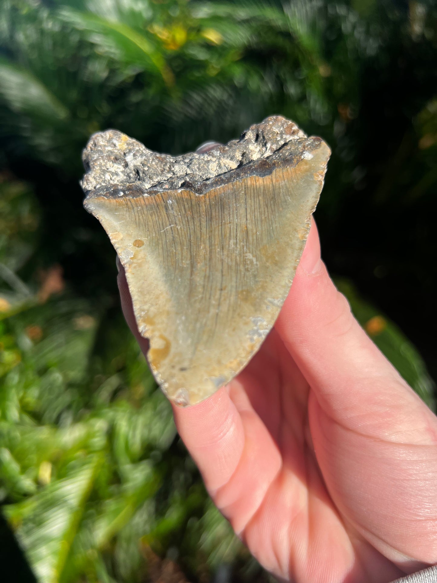 3.72 Inch Megalodon Tooth