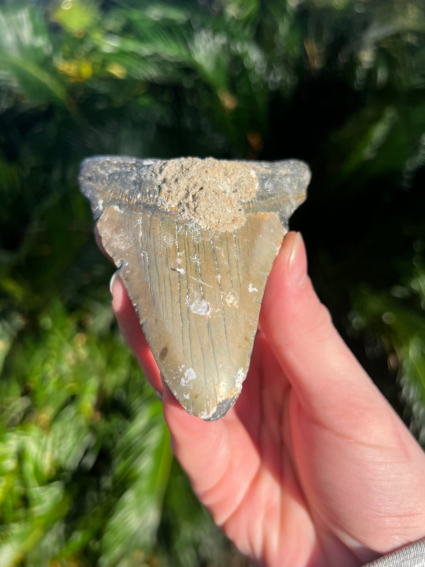 4.44 Inch Megalodon Tooth