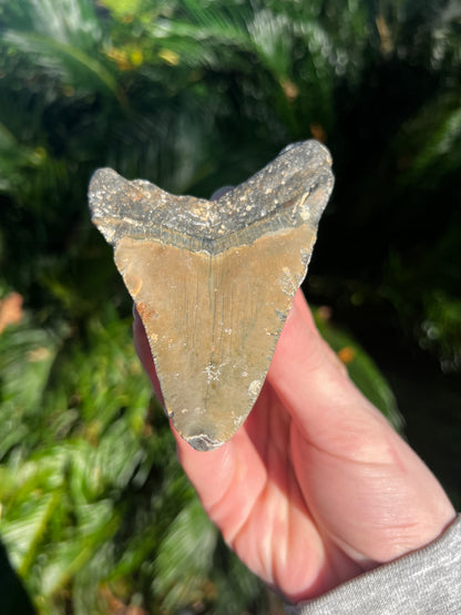 4.44 Inch Megalodon Tooth