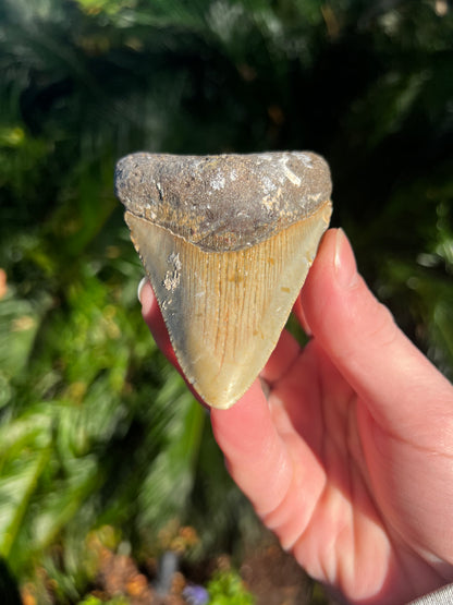 3.72 Inch Megalodon Tooth