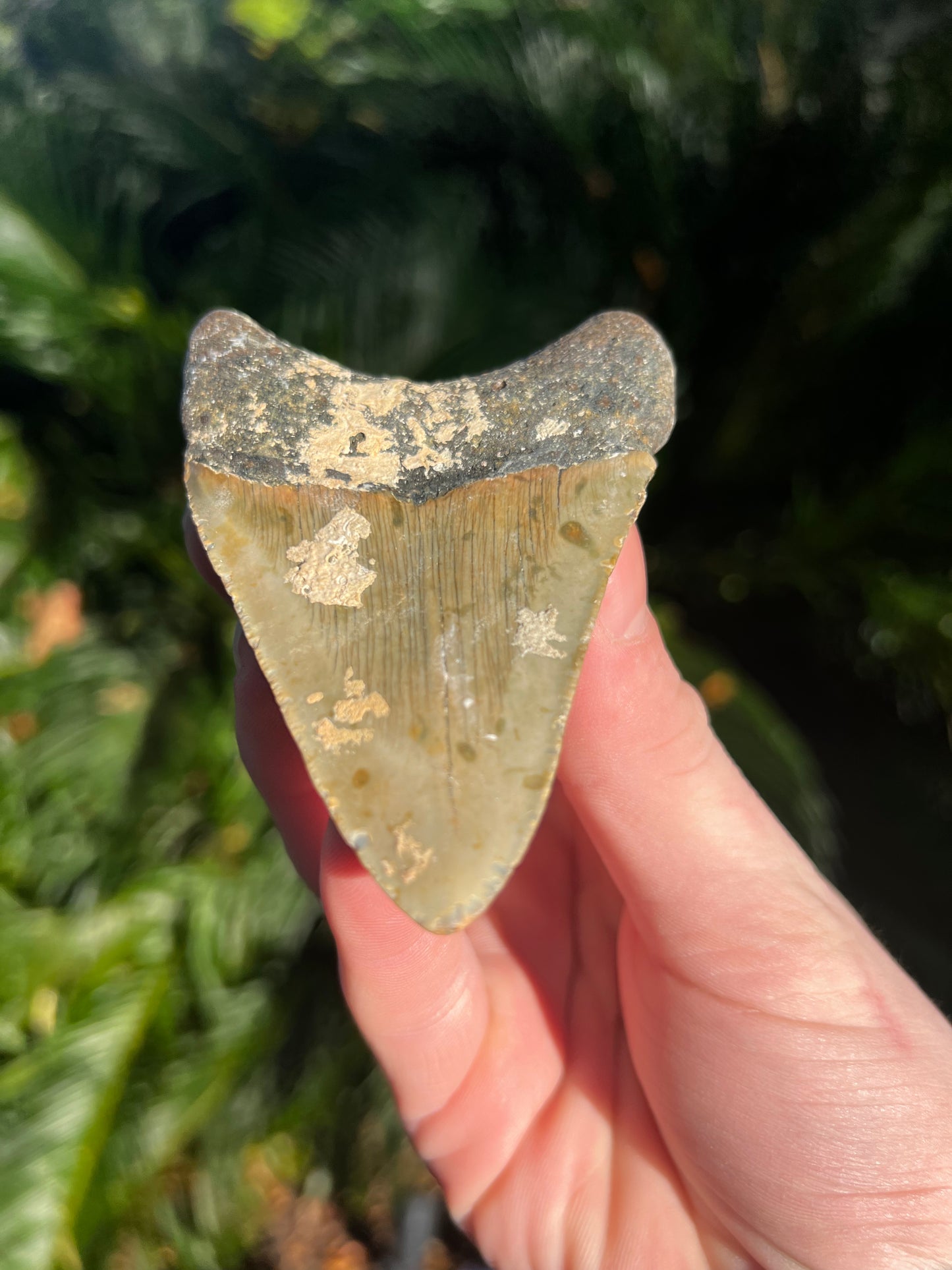 3.72 Inch Megalodon Tooth