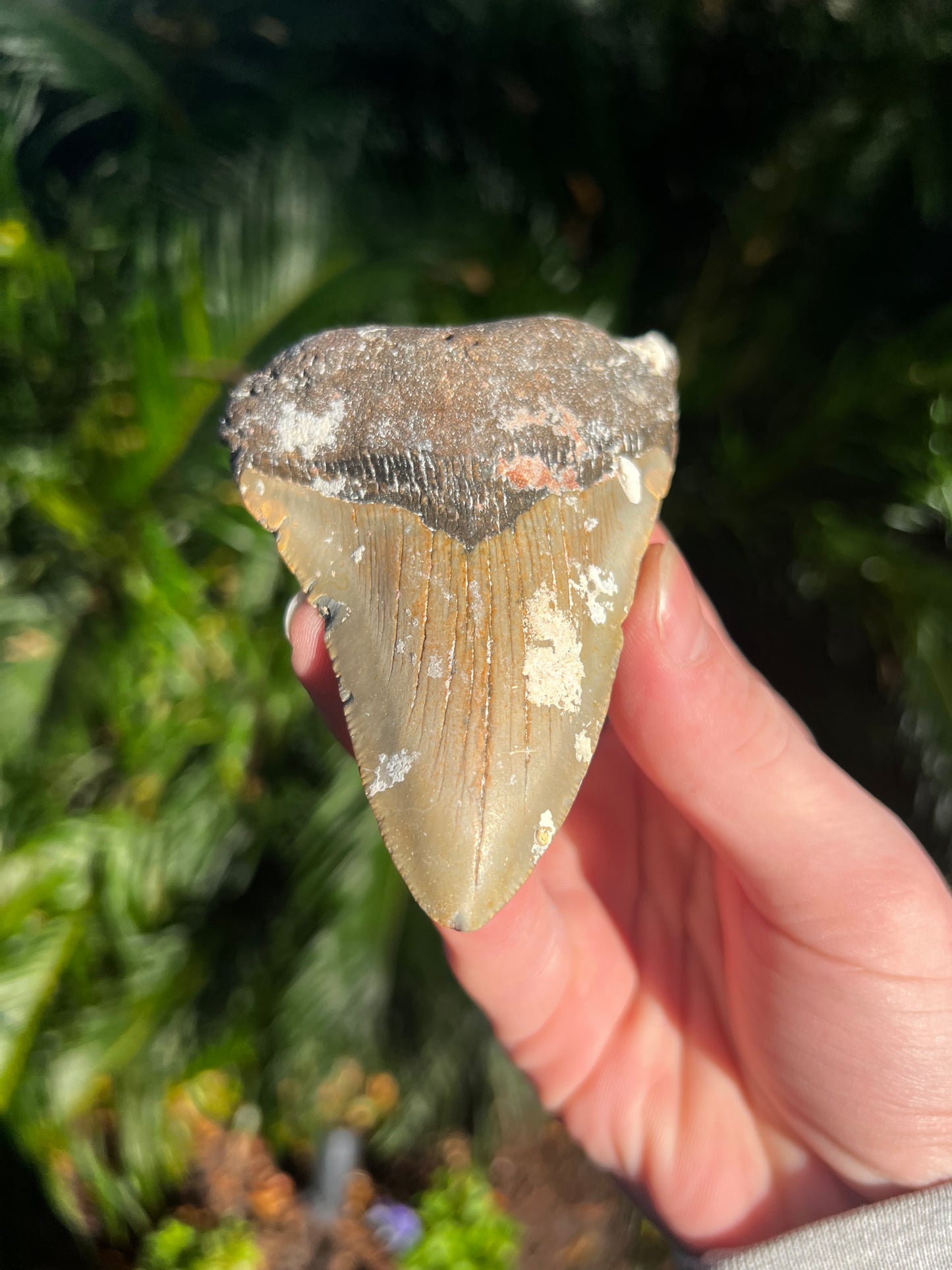 4.14 Inch Megalodon Tooth