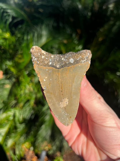 4.14 Inch Megalodon Tooth