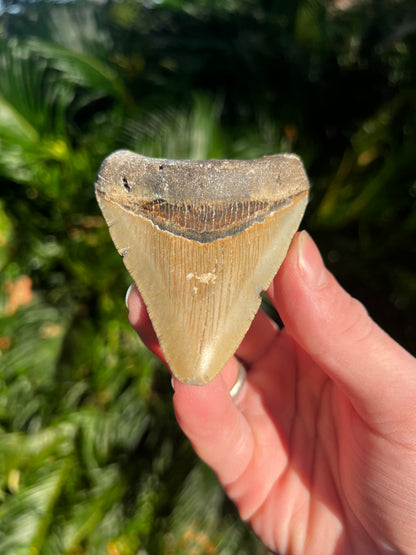 3.32 Inch Megalodon Tooth