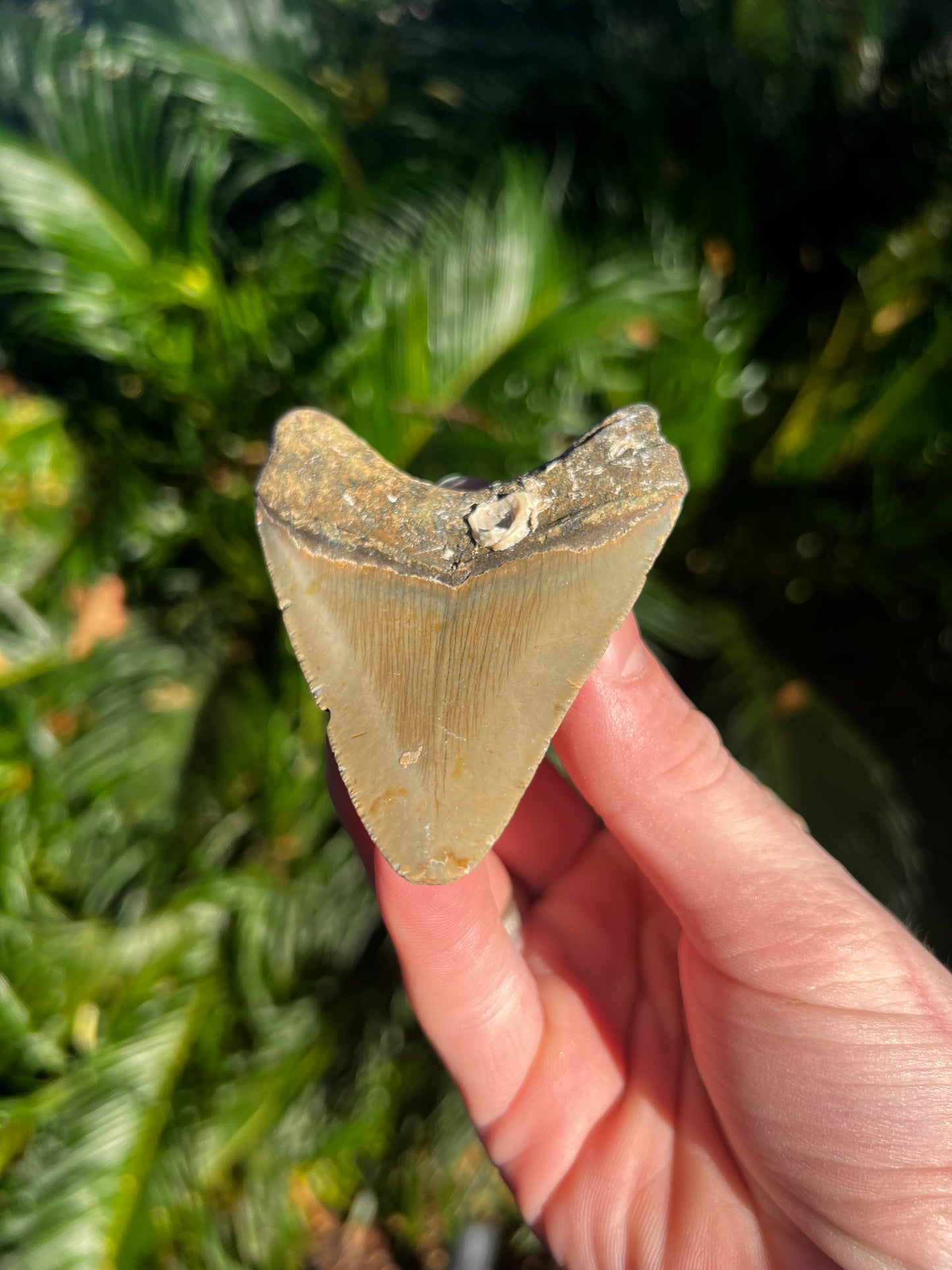 3.32 Inch Megalodon Tooth