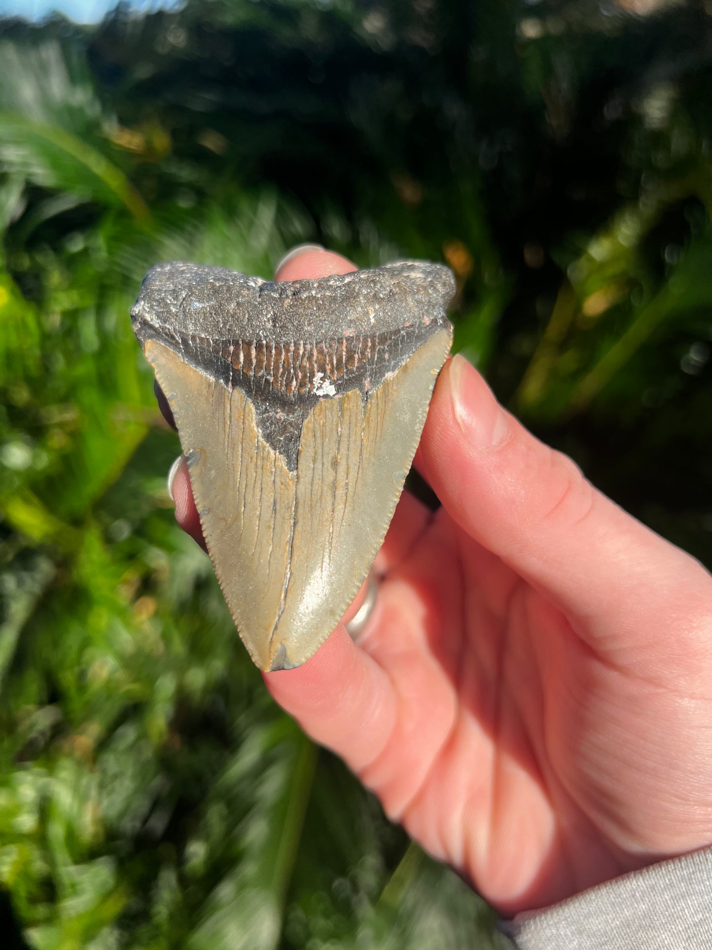 3.33 Inch Megalodon Tooth