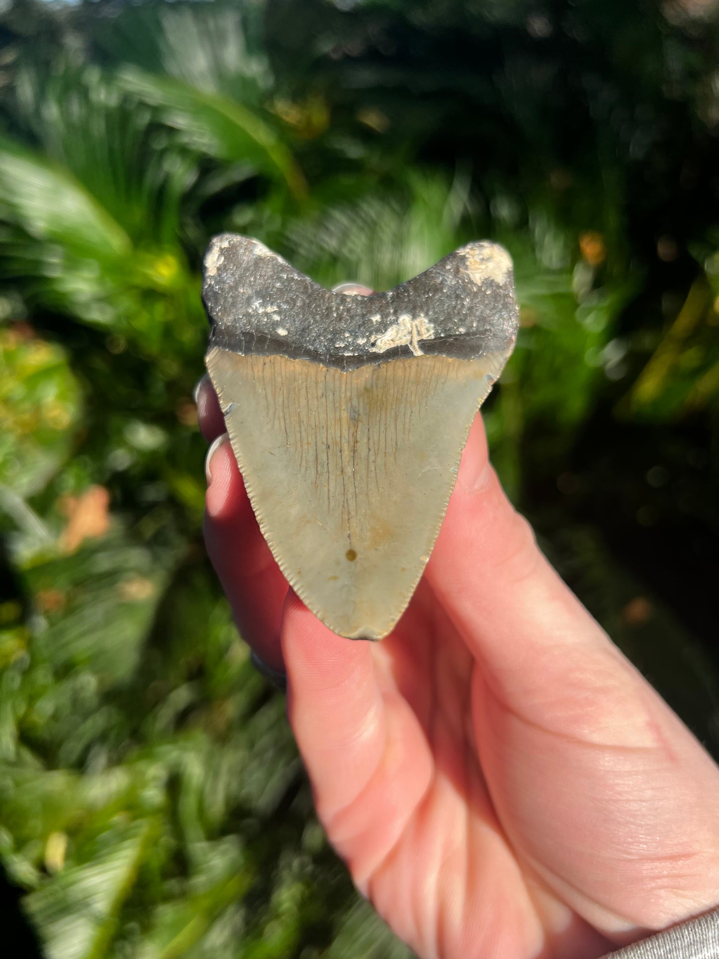 3.33 Inch Megalodon Tooth