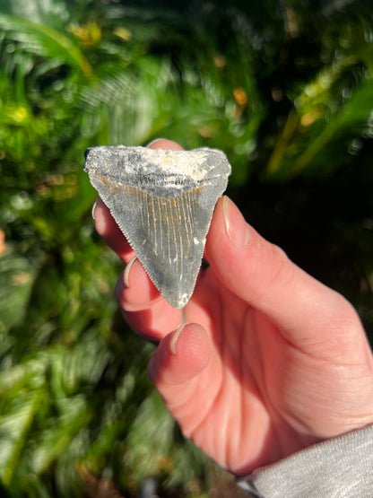 2.60 Inch Megalodon Tooth