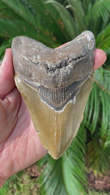 5.27 Inch Megalodon Tooth