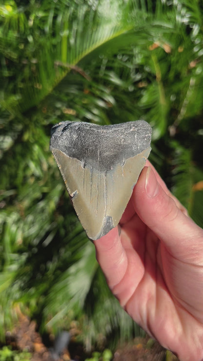 3.431 Inch Megalodon Tooth