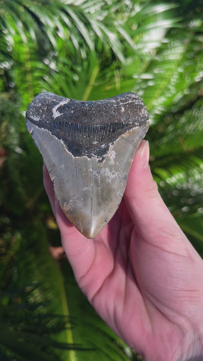 4.27 Inch Megalodon Tooth