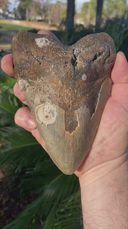 5.83 Inch Prehistoric Megalodon Sharks Tooth Fossil
