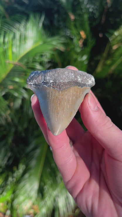 3.46 Inch Megalodon Tooth