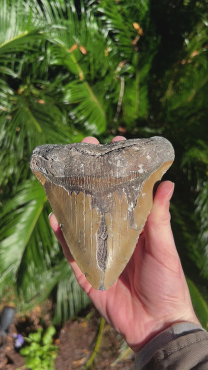 5.953 Inch Megalodon Tooth