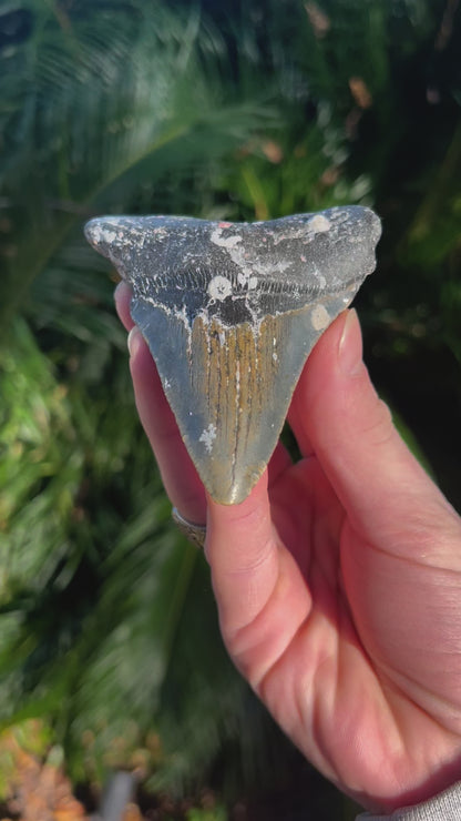 4.15 Inch Megalodon Tooth