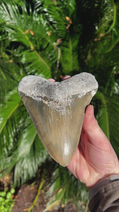 6.203 Inch Megalodon Tooth