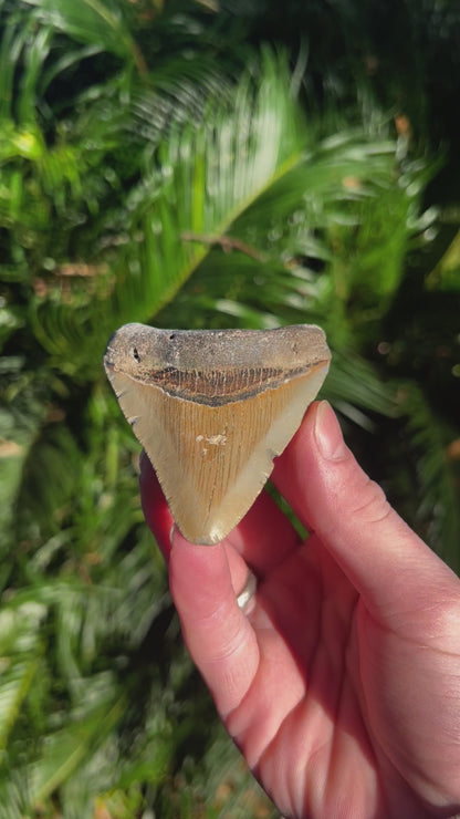 3.32 Inch Megalodon Tooth