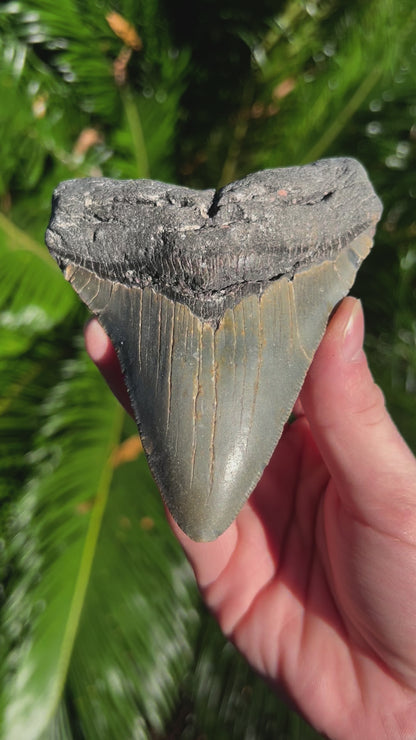 5.035 Inch Megalodon Tooth