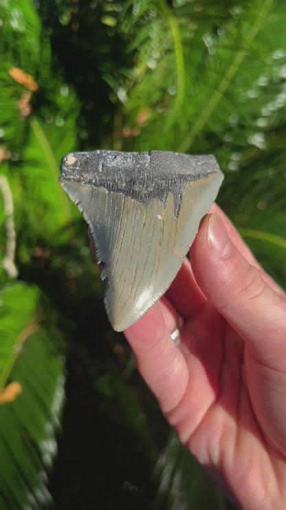 3.71 Inch Megalodon Tooth