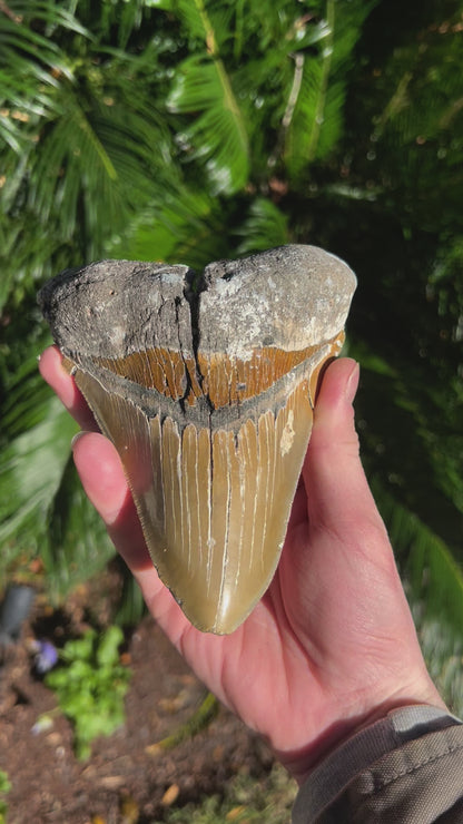 6.288 Inch Megalodon Tooth