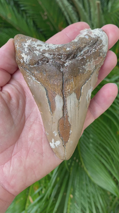 4.53 Inch Megalodon Tooth