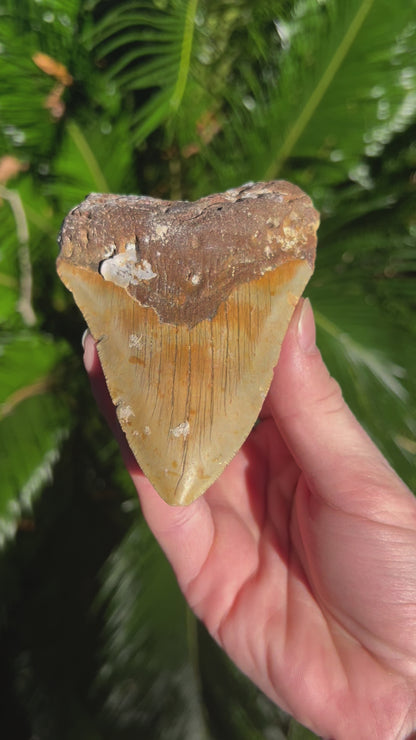 4.68 Inch Megalodon Tooth