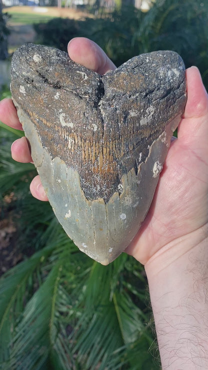 6.15 Inch Prehistoric Megalodon Sharks Tooth Fossil