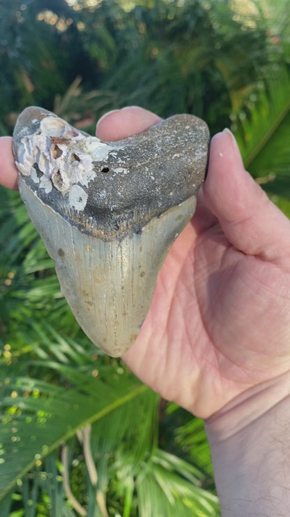 4.12 Inch Prehistoric Megalodon Sharks Tooth Fossil