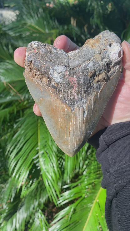 5.36 Inch Prehistoric Megalodon Sharks Tooth Fossil
