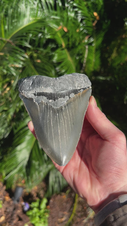 5.850 Inch Megalodon Tooth