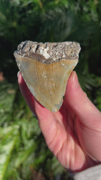 3.72 Inch Megalodon Tooth