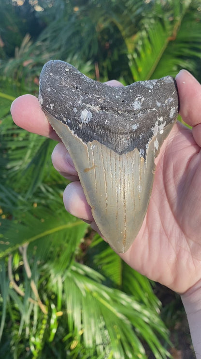 4.501  Inch Prehistoric Megalodon Sharks Tooth Fossil