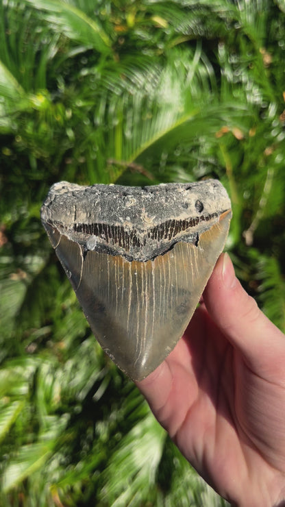 5.055 Inch Megalodon Tooth